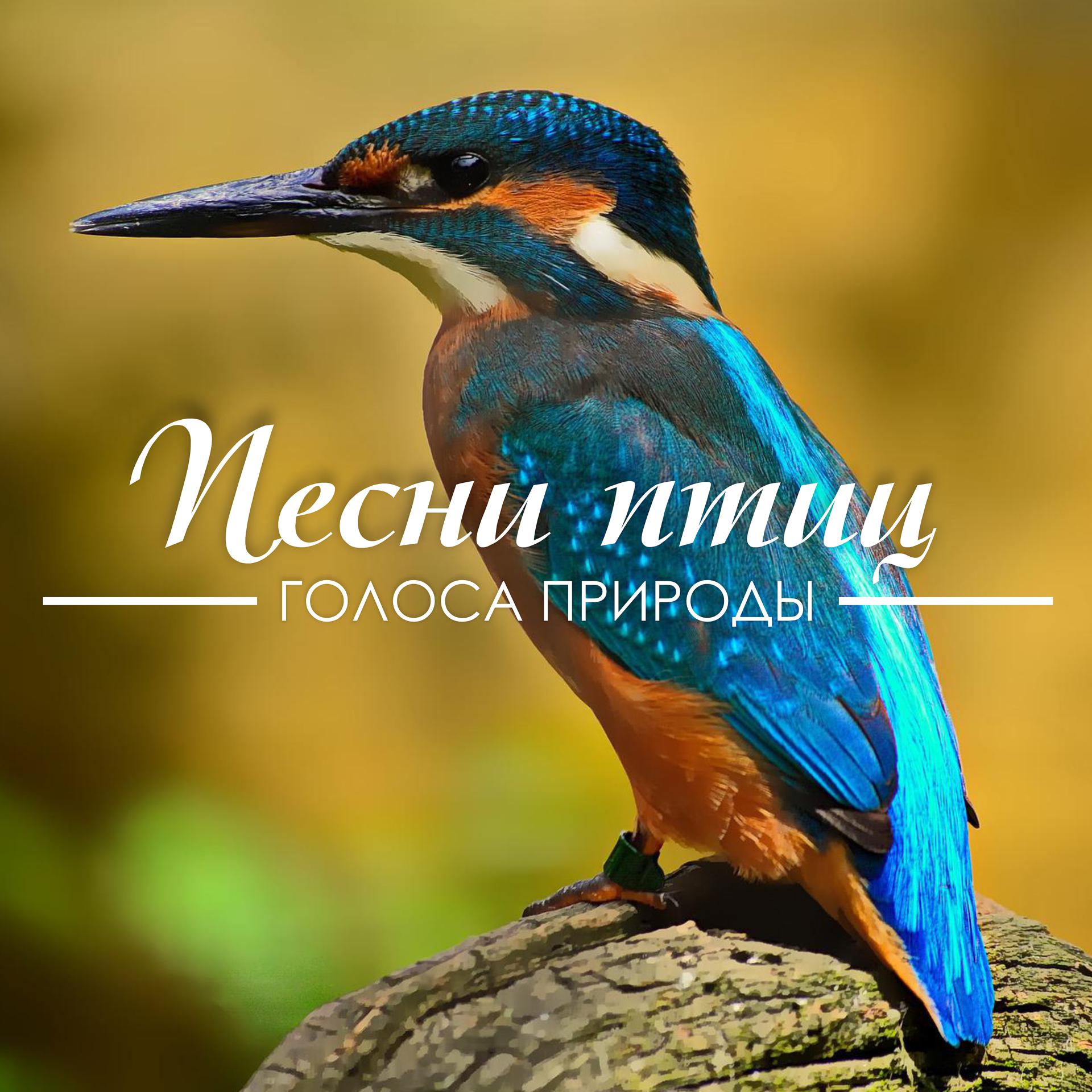 Постер альбома Песни птиц
