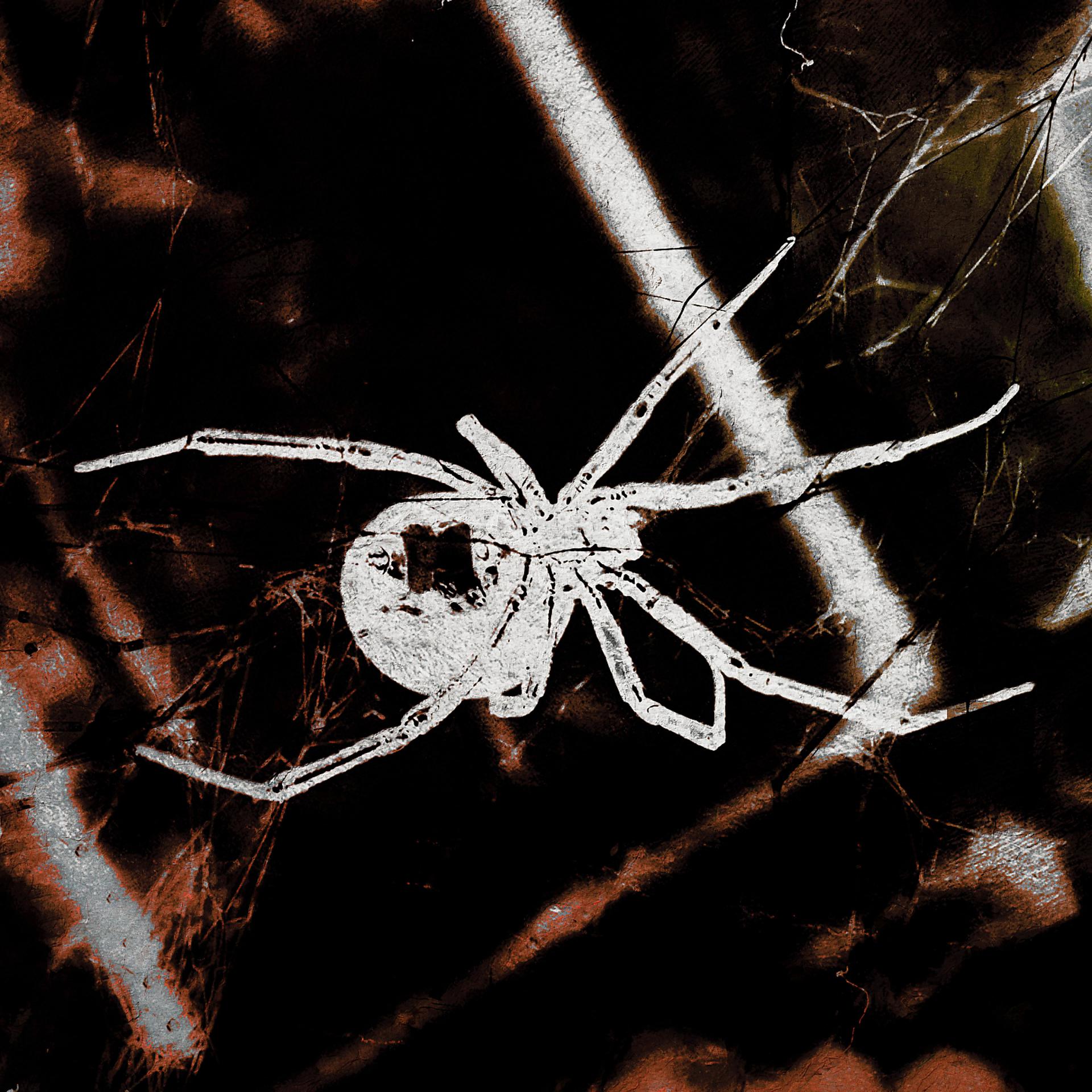 Постер альбома Паутина паука