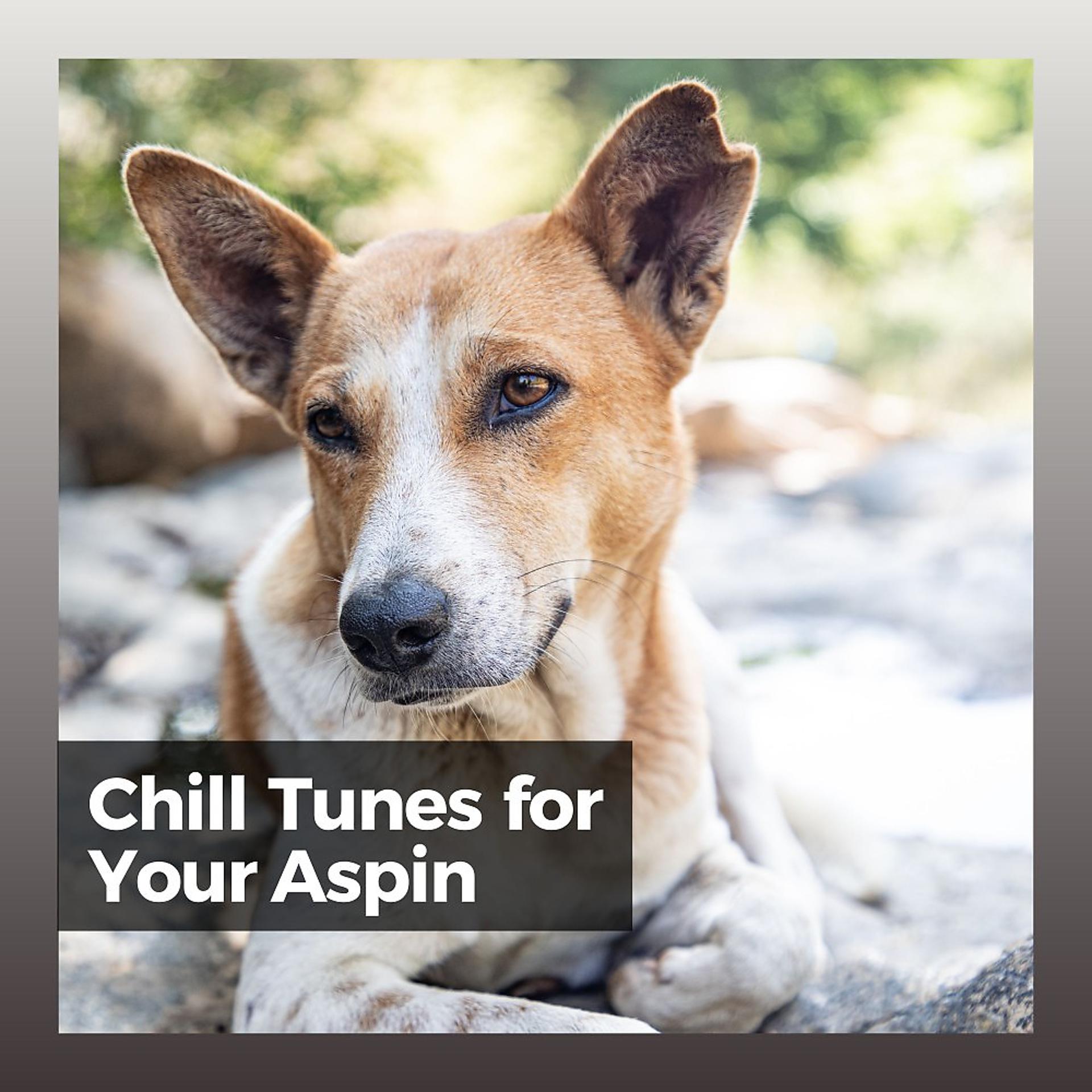 Постер альбома Chill Tunes for Your Aspin