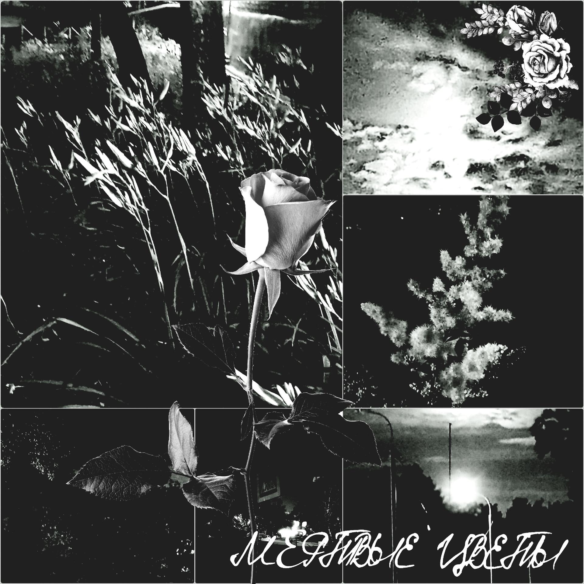 Постер альбома Мёртвые цветы