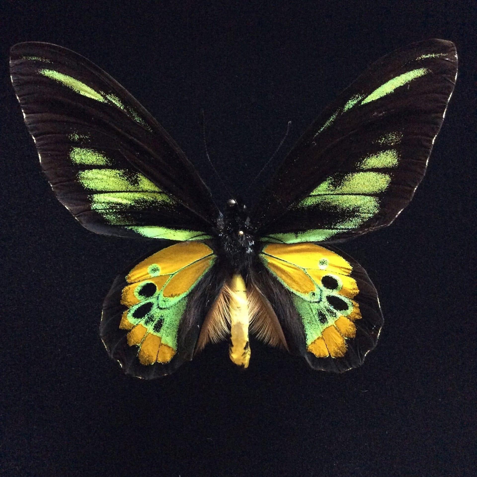 Постер альбома Эффект бабочки