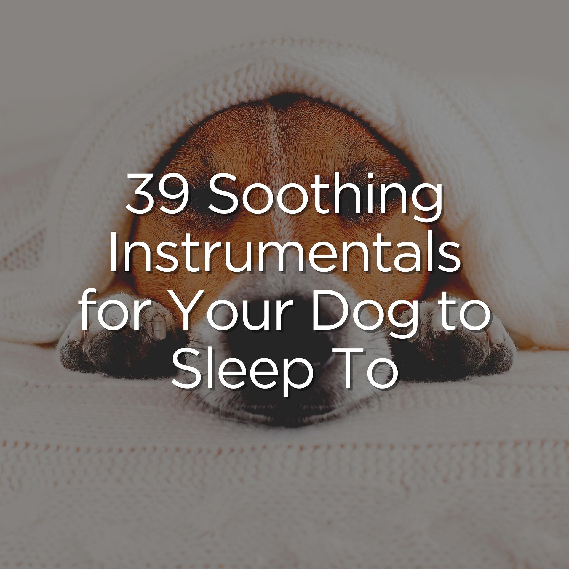 Постер альбома 39 Soothing Instrumentals for Your Dog to Sleep To