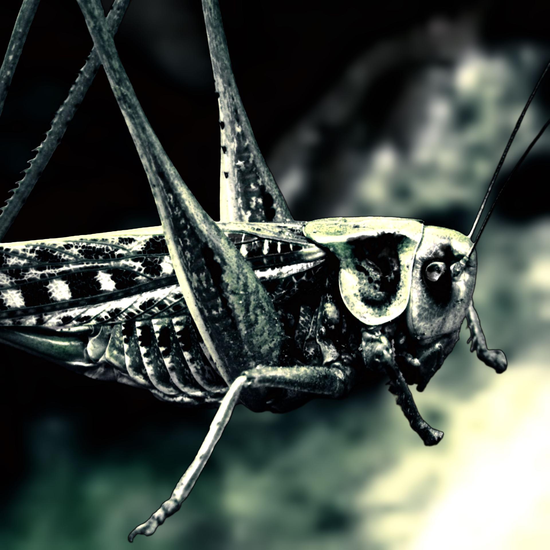 Постер альбома Grasshopper