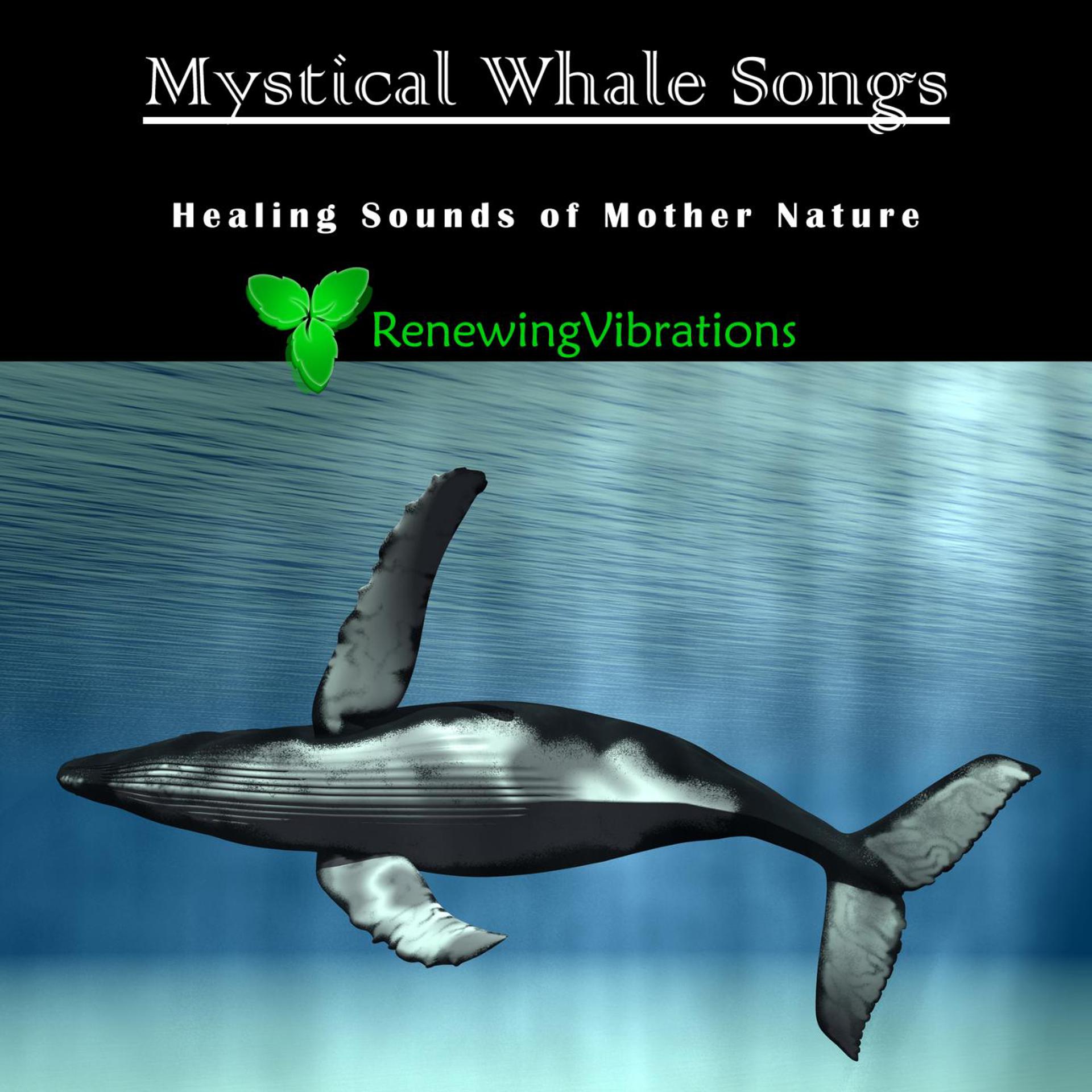 Постер альбома Mystical Whale Songs. Healing Sounds of Mother Nature. Great for Relaxation, Meditation, Sound Therapy and Sleep.