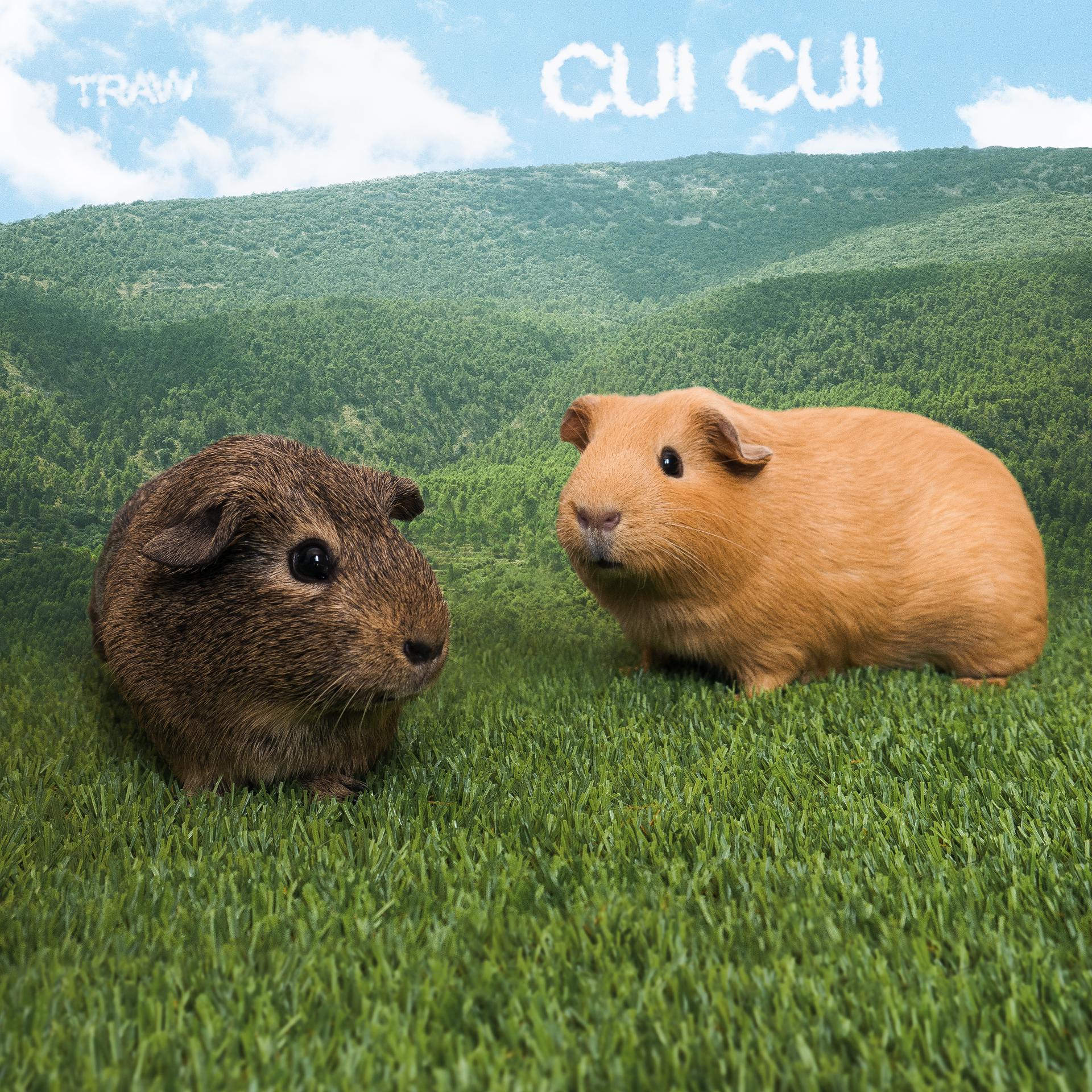Постер альбома Cui Cui