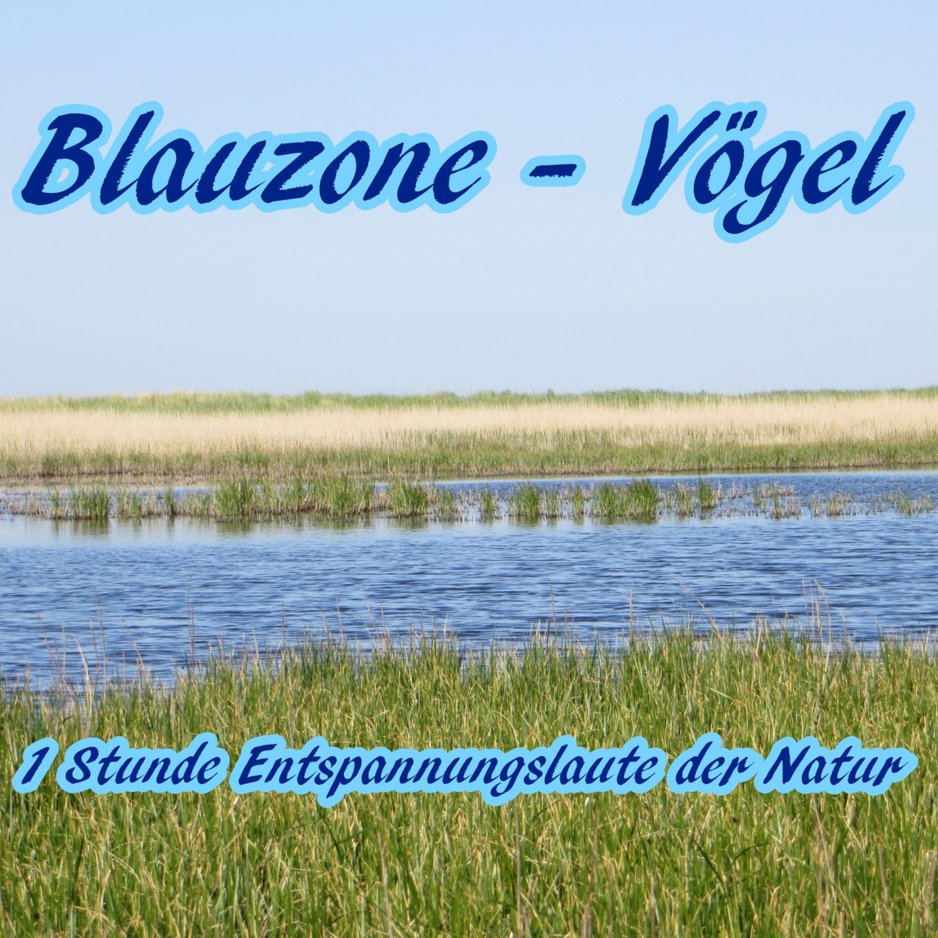 Постер альбома Vögel (1 Stunde Entspannungslaute der Natur)