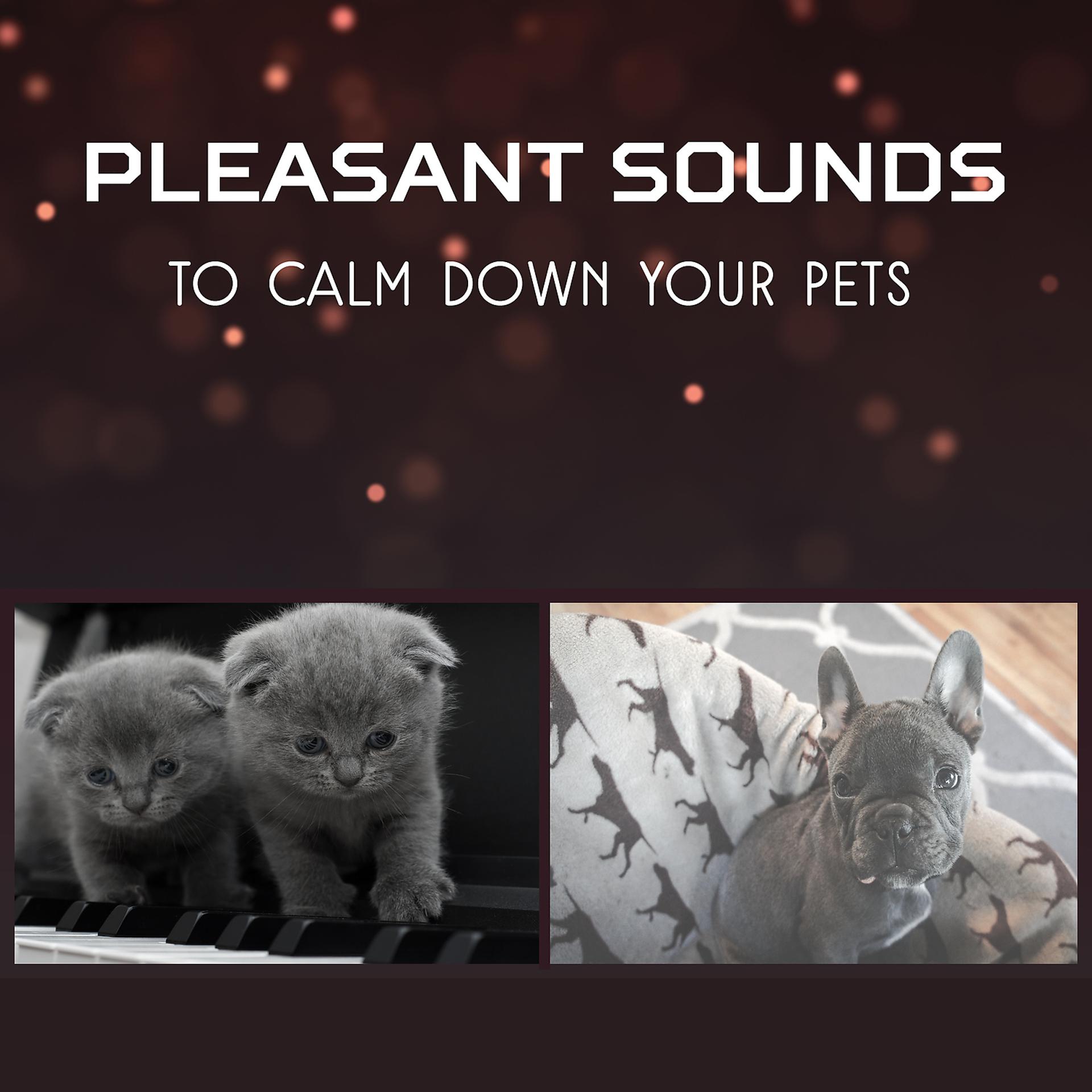 Постер альбома Pleasant Sounds to Calm Down Your Pets – Deep Sleep for Dogs and Cats, Complete Serenity, Pet Relaxation, Take Care for Your Animal Companion