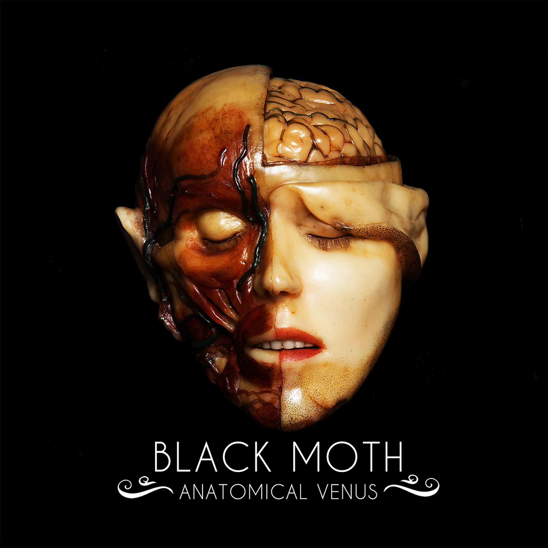Постер альбома Anatomical Venus