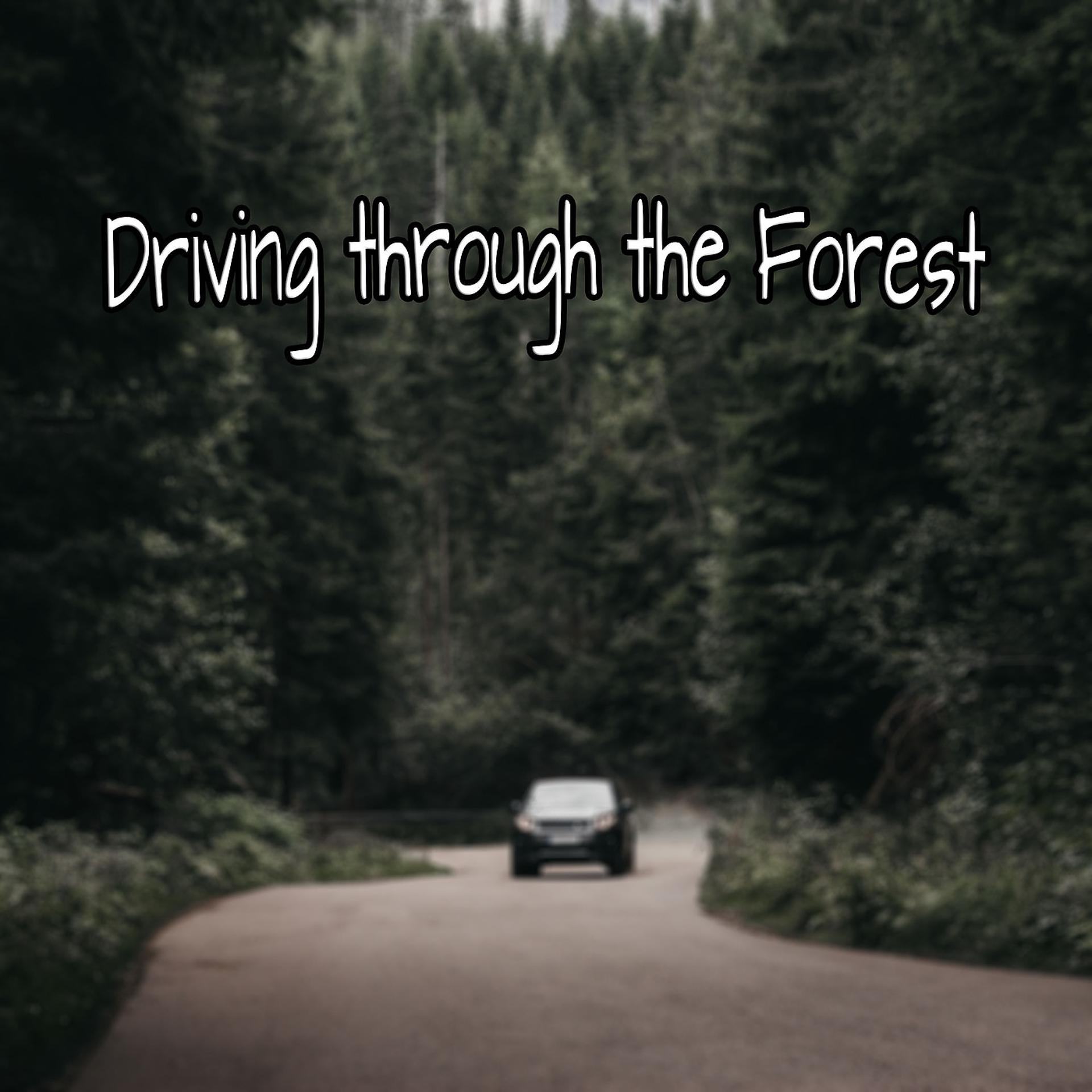 Постер альбома Driving Through the Forest